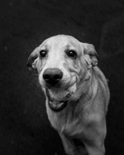 Grayscale shot of a dog