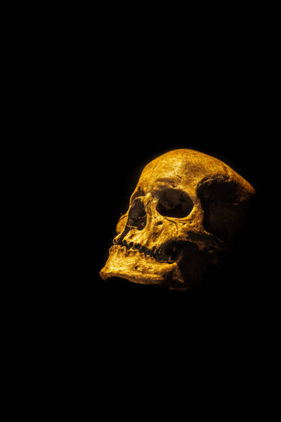 istock Closeup shot of a skull 1454972206