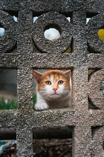 A selective of a cat looking from a hole of a stone wall