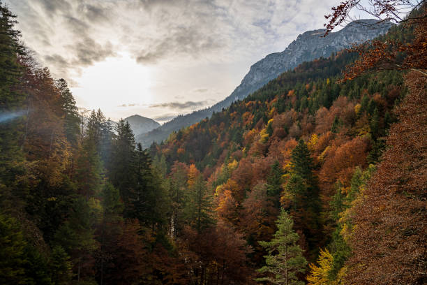 istock Colorful forest trees with mountains in a cloudy sky 1454972333