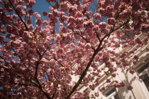 istock Low-angle shot of a beautiful Sakura tree 1454972590