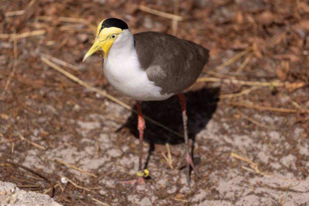 A selective of a masked lapwing (Vanellus miles) on the ground