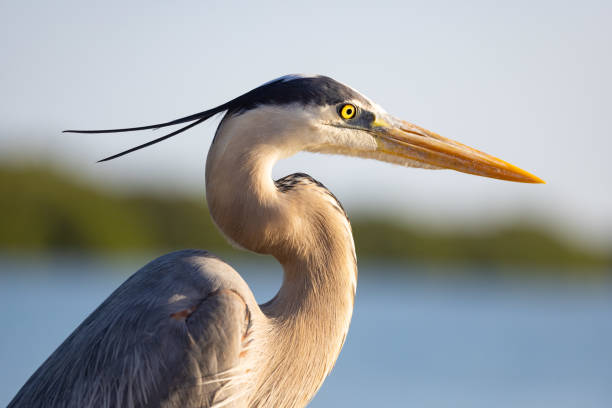 selectivo de una gran garza azul húmeda (ardea herodias) - heron fotografías e imágenes de stock