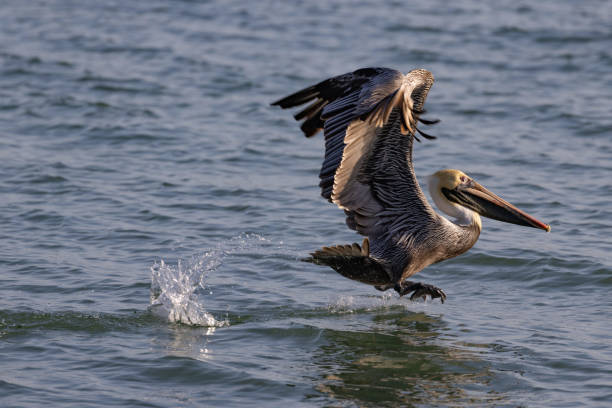 istock Selective of a pelican in the water 1454972755