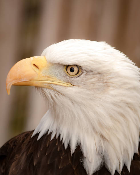 istock Vertical shot of a Bald Eagle, Haliaeetus leucocephalus 1454972790