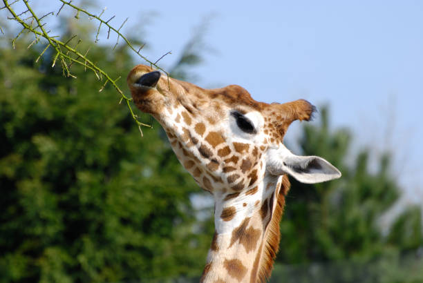 istock Beautiful Giraffe nibbling at spiky branches on a sunny day 1454972810