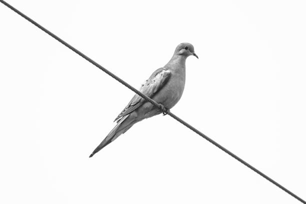 istock View of a beautiful dove on a wire against clear sky 1454972839