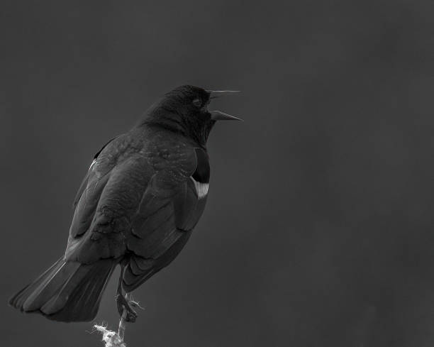 istock Closeup of a red-winged blackbird in a forest on a dark background 1454972844