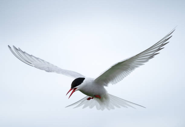 istock Close-up selective focus shot of an Arctic tern gliding 1454972949