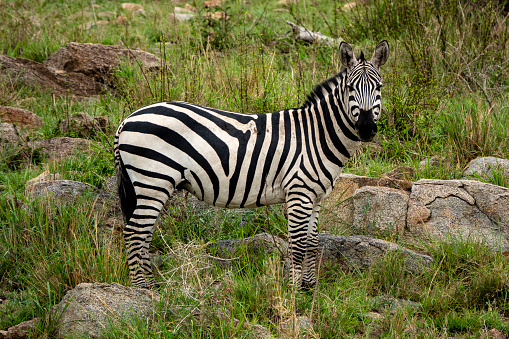 A beautiful zebra in the safari in Serengeti National Park, Tanzania
