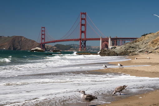 A beautiful shot of famous San Francisco Golden Gate Bridge in California from the beach with seagulls
