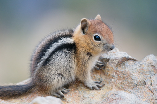 A closeup of a young Golden Mantled Squirrel on rock