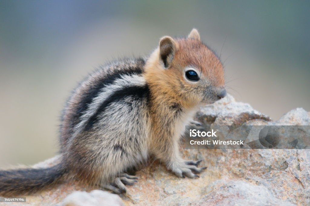 Closeup of a young Golden Mantled Squirrel on rock A closeup of a young Golden Mantled Squirrel on rock Young Animal Stock Photo