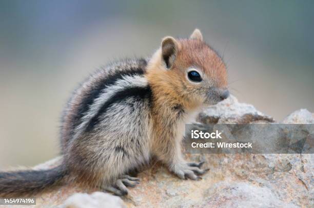 Closeup Of A Young Golden Mantled Squirrel On Rock Stock Photo - Download Image Now - Young Animal, Squirrel, Photography