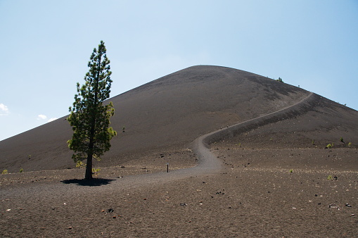 A lonely tree growing near the cinder cone