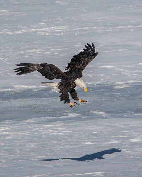 istock Vertical shot of an eagle getting on the water 1454974367
