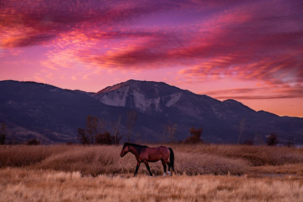 A majestic brown horse in a field during a mesmerizing sunset