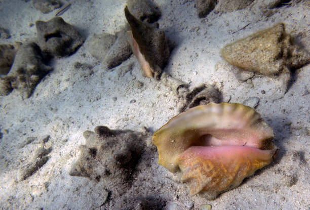 istock Conch shells on the sea floor in Bimini, Bahamas 1454974420