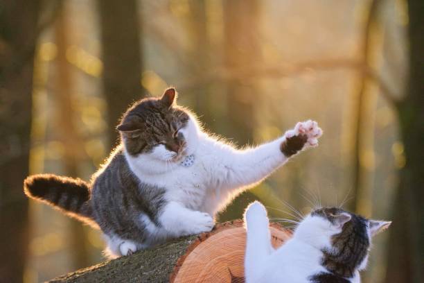 dos gatos peleando o jugando, comportamiento animal y relación. - cat fight fotografías e imágenes de stock