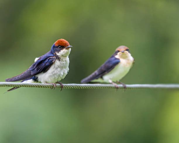 istock Pair of A wire tailed swallows perching on a wire against a blurred green background 1454974527