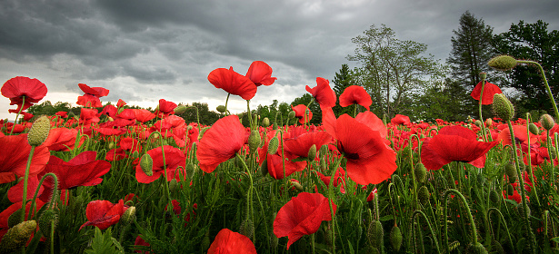 A field of red poppies on a cloudy sky background in Hendersonville, North Carolina