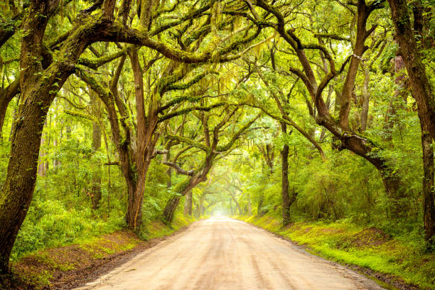 Long dirt canopy road lined with oak trees in Edisto Island, South Carolina A long dirt canopy road lined with oak trees in Edisto Island, South Carolina edisto island south carolina stock pictures, royalty-free photos & images