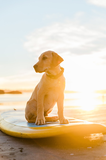 A yellow labrador puppy sits on a SUP standup paddleboard in the sunset on a west coast beach in the summer