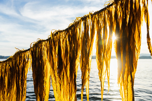 Fresh Alaria Seaweed being Harvested from the Pacific Ocean, Dripping in the Bright Sunset against a Blue Sky