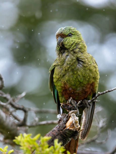 istock Selective focus shot of a green parrot bird perched on a tree branch 1454975012