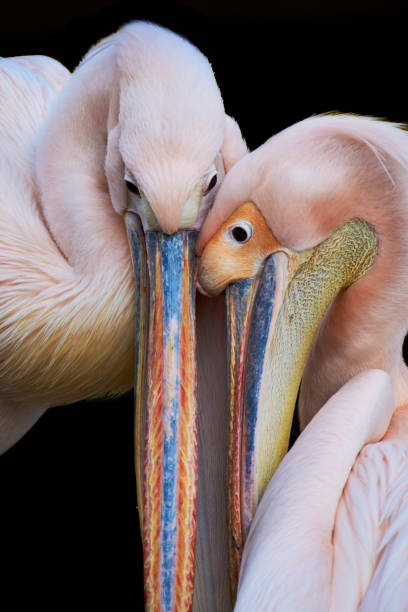 istock Tender Great White Pelicans isolated on black background 1454975480