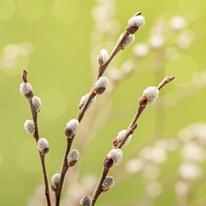Pussy willow twigs with catkins on a defocused background.