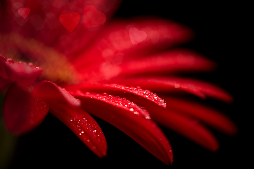 Close-up of a beautiful red Gerbera flower with water drops. Beautiful heart shaped bokeh - it's a REAL bokeh photo, not an illustration or computer filter. Shallow depth of field.