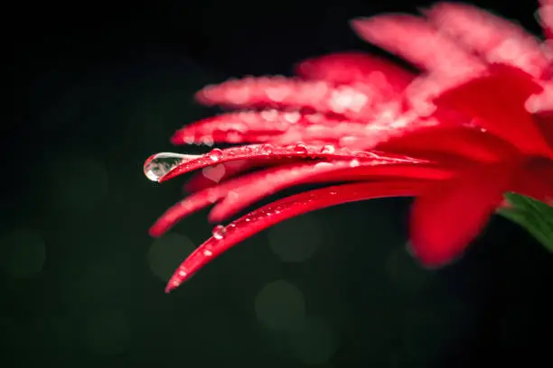 Photo of Gerbera flower with drops - heart shaped bokeh