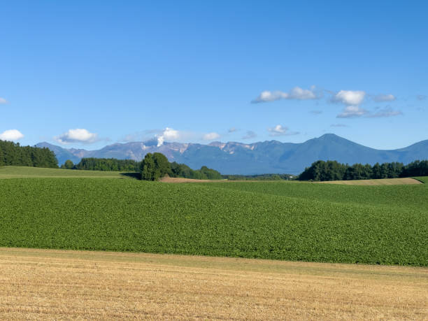 istock Summer field and Tokachi mountain range 1454976221