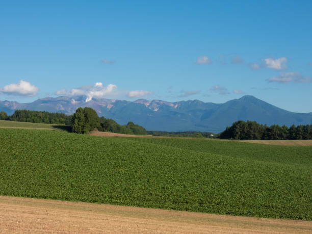 istock Summer field and Tokachi mountain range 1454976286