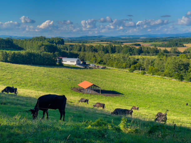 istock A ranch with a magnificent view under the sky 1454976377