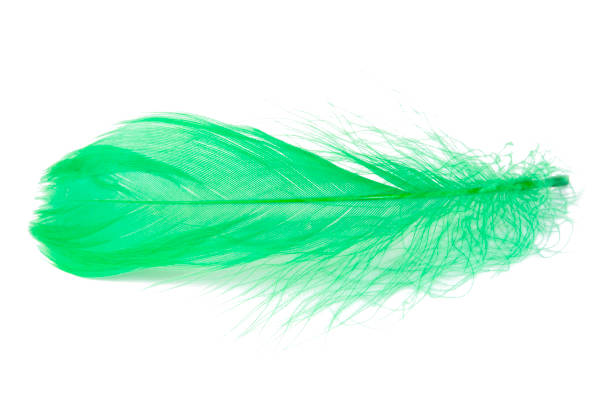 istock Elegant green fluffy feather isolated on the white background 1454976642