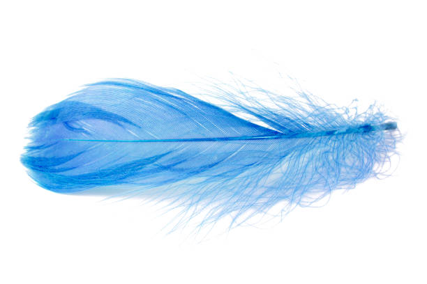 istock Elegant blue fluffy feather isolated on the white background 1454976837