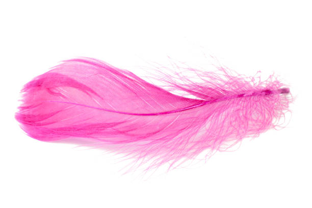 istock Elegant pink fluffy feather isolated on the white background 1454977842