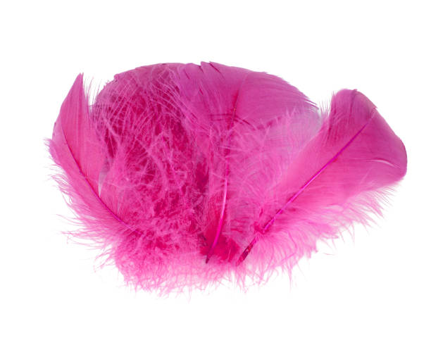 istock Elegant pink fluffy feather isolated on the white background 1454978102