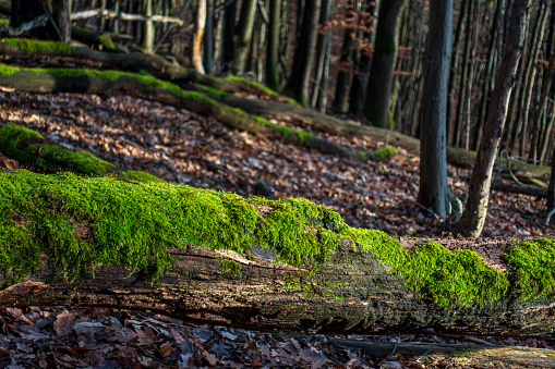 A tree trunk that has been lying on the forest floor for a long time is covered by a thick layer of lush green moss and is made to shine by the sun.