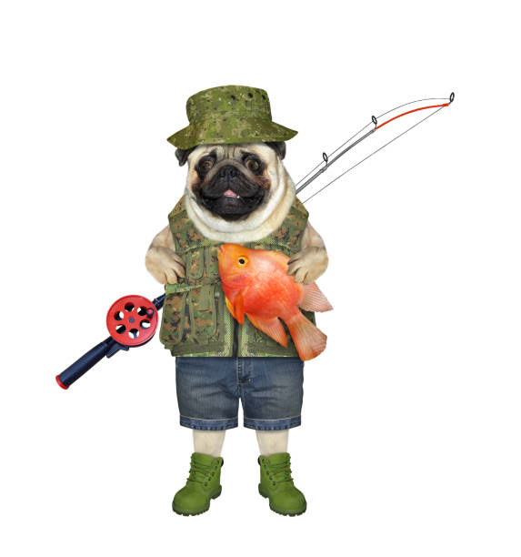 istock Dog pug fisher holds goldfish 1454980034