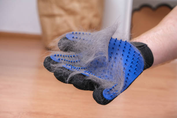istock A man combs the cat's fur with special glove and comb. 1454981499