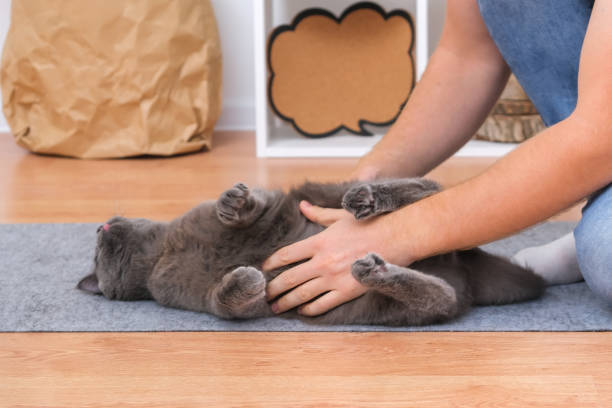 istock A man plays with his hands with gray cat chartreuse. Dangerous games. 1454981504