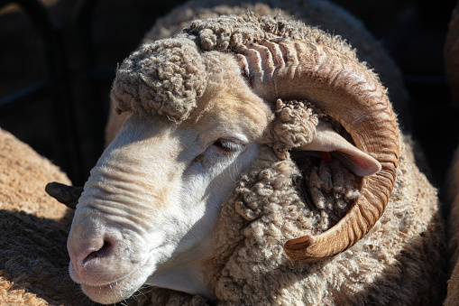 Close-up of Merino ram. Shot in the Karoo, Western Cape Province, South Africa.