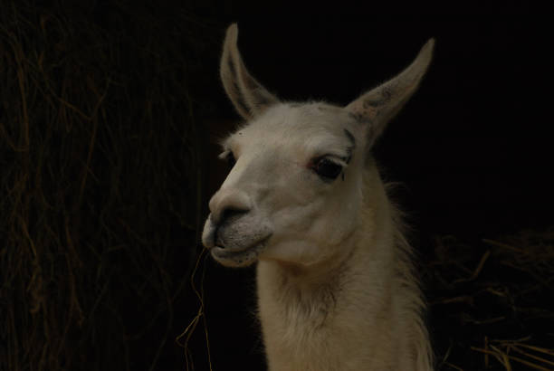 istock Llama Drama Against the Dark 1454984590