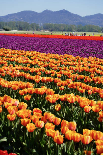 istock Tulips blooming in the Pacific Northwest 1454984836