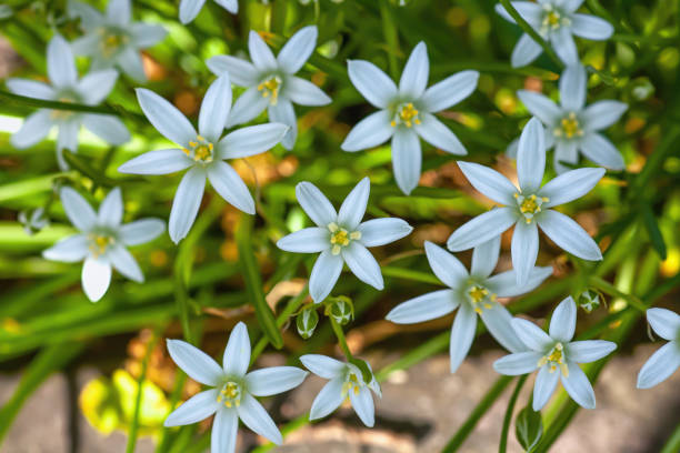 ベツレヘムの庭の星の白い花が生え、上面��図。オルニトガルム臍帯球根植物は日光の裏庭で育ちます - star of bethlehem ストックフォトと画像