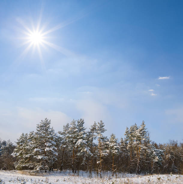 istock snowbound fir tree forest in light of sparkle sun 1454988096