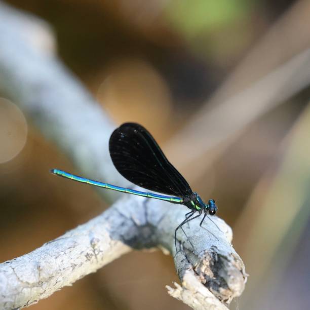 istock Shallow focus shot of an Odonata 1454989975